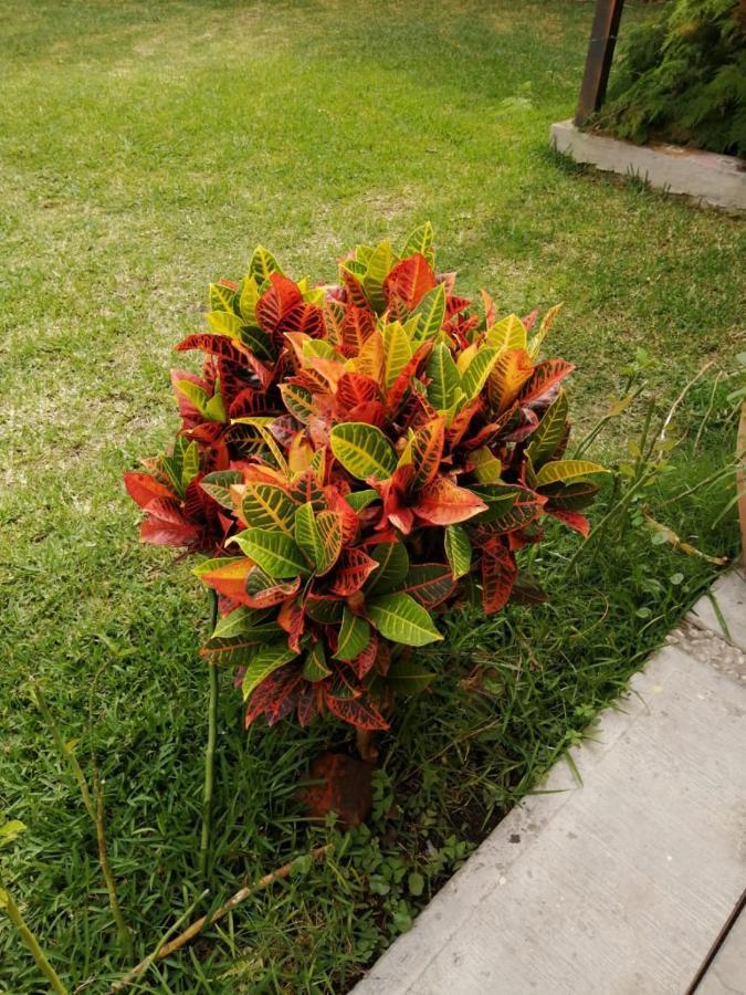 Hotel Quinta Del Descanso Cuautla  Zewnętrze zdjęcie